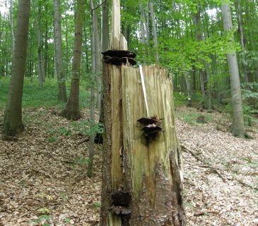 Plodnice na bázi smrku, ŠLP ML Křtiny 2005.
