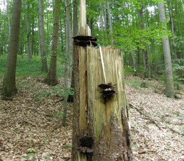 Plodnice na bázi smrku, ŠLP ML Křtiny 2005.