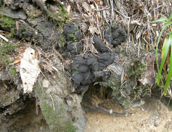 Stromata na bázi buku, ŠLP ML Křtiny 2010.