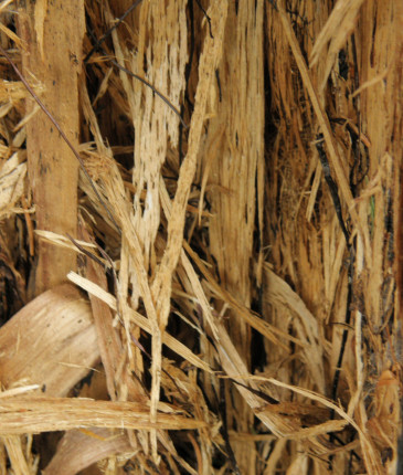 Bílá hniloba václavky, Křižánky 2010.