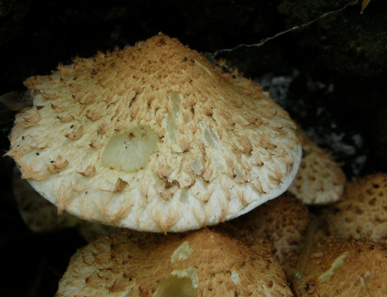 Šupiny na klobouku plodnice, Arboretum Křtiny 2005.