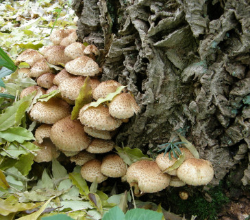 Plodnice na bázi, Arboretum Křtiny 2005.