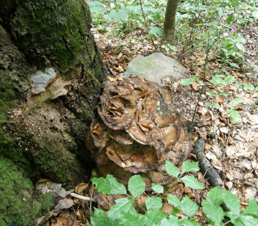 Plodnice na bázi buku, Arboretum Křtiny 2018.