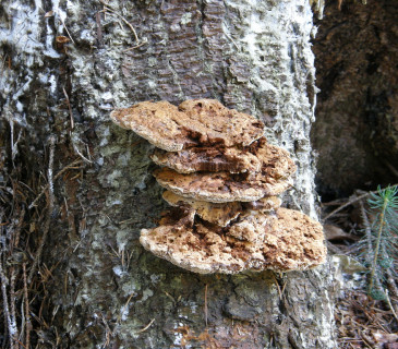 Plodnice na smrku, Arboretum Křtiny 2005.