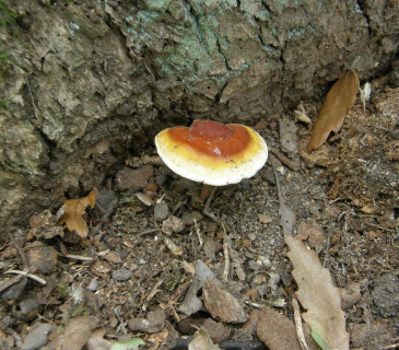 Plodnice, Valtice Rendezvous 2005.