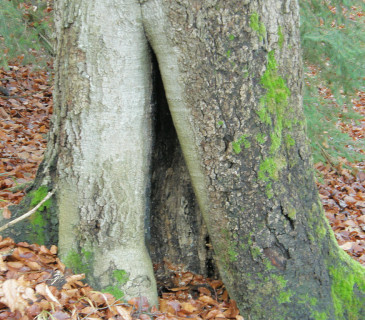 Dutina na bázi buku, ŠLP ML Křtiny 2010.