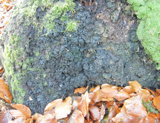 Stromata na bázi buku, ŠLP ML Křtiny 2010.