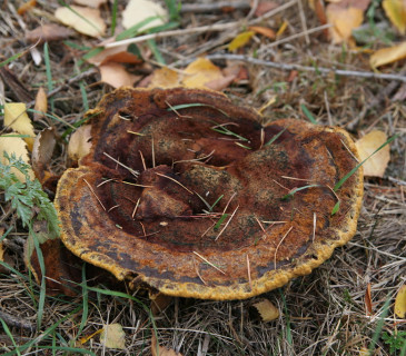 Plodnice pod borovicí, Arboretum Řícmanice 2004.