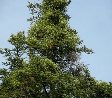 Jmelí na jedli, Arboretum Řícmanice 2006.