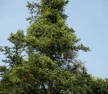 Jmelí na jedli, Arboretum Řícmanice 2006.