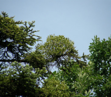 Jmelí na jedli, Arboretum Řícmanice 2006.
