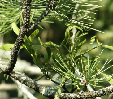 Jmelí na borovici, Arboretum Řícmanice 2006.