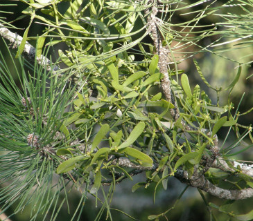 Jmelí na borovici, Arboretum Řícmanice 2006.