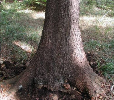 Rozšířená báze kmene smrku, ŠLP ML Křtiny 2006.