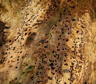 Otvory v hostiteli po rhizoidech jmelí, PR Coufavá 2010.