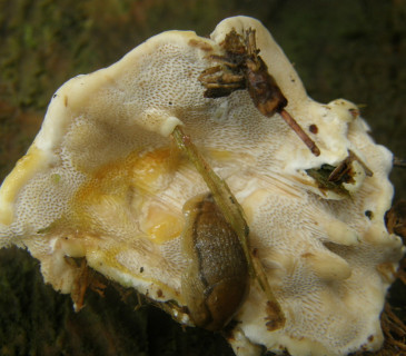 Detail výtrusného rouška plodnice, Valtice 2009.