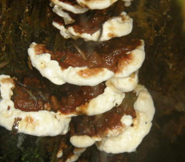 Plodnice na pařezu smrku, Křižánky 2003.