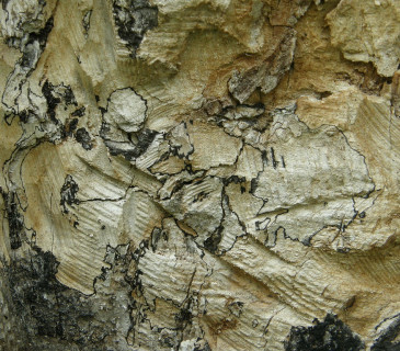 Bílá hniloba dřevomoru, ŠLP ML Křtiny 2010.