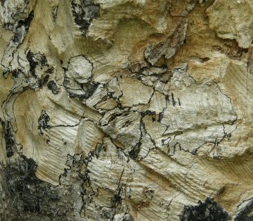 Bílá hniloba dřevomoru, ŠLP ML Křtiny 2010.