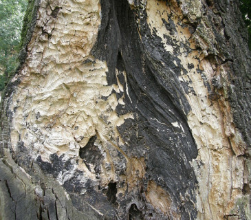 Bílá hniloba dřevomoru, ŠLP ML Křtiny 2010.