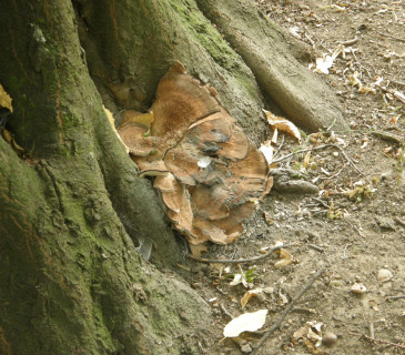 Plodnice na bázi buku, Luhačovice 2012.