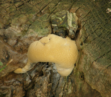 Plodnice na pařezu jasanu, park Brno 2005.