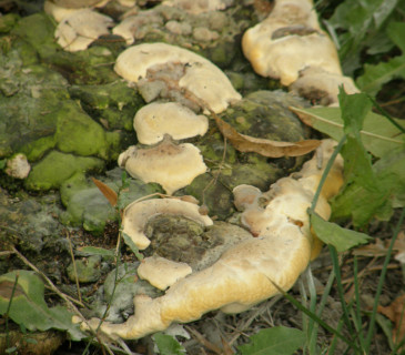 Plodnice na pařezu jasanu, park Brno 2005.