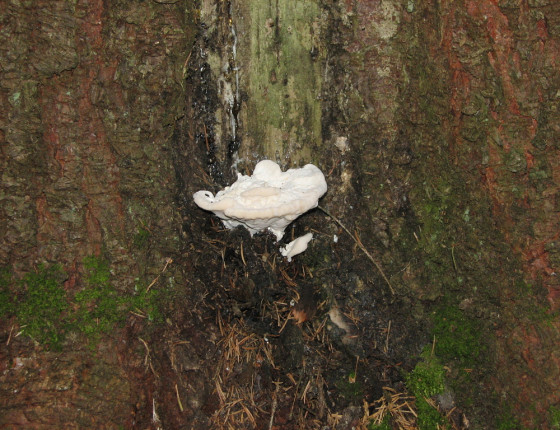 Plodnice na smrku, ŠLP ML Křtiny 2005.