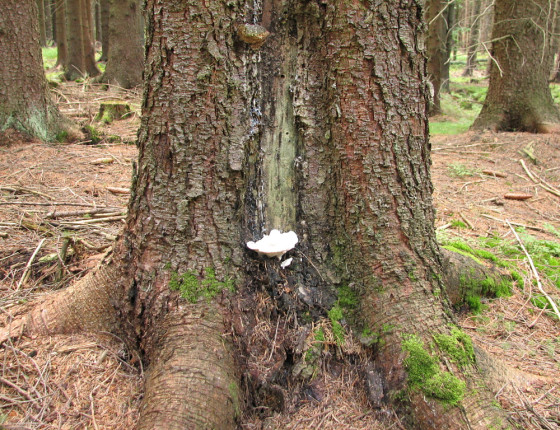 Plodnice na smrku, ŠLP ML Křtiny 2005.