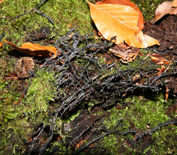 Rhizomorfy václavky, ŠLP ML Křtiny 2006.