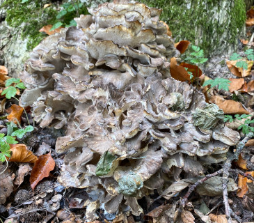 Plodnice na bázi dubu, ŠLP ML Křtiny 2024