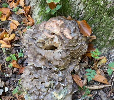 Plodnice na bázi dubu, ŠLP ML Křtiny 2024