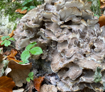 Plodnice na bázi dubu, ŠLP ML Křtiny 2024