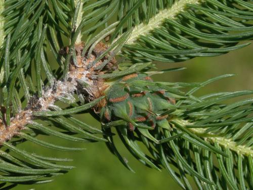 korovnice zelená  – Sacchiphantes viridis