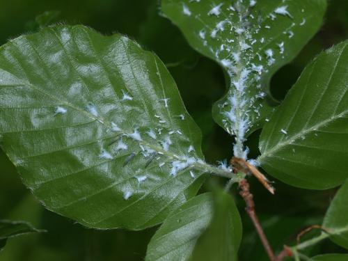 stromovnice buková – Phyllaphis fagi