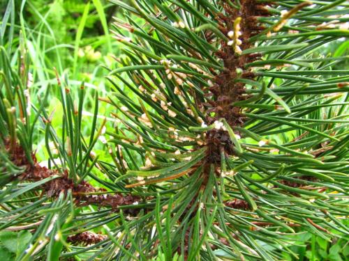 Coleosporium tussilaginis  –  rez borového jehličí 