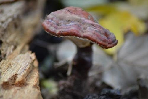 Ganoderma lucidum   –   lesklokorka lesklá