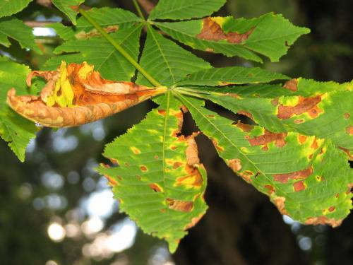 Guignardia aesculi  –  hnědá skvrnitost listů jírovce