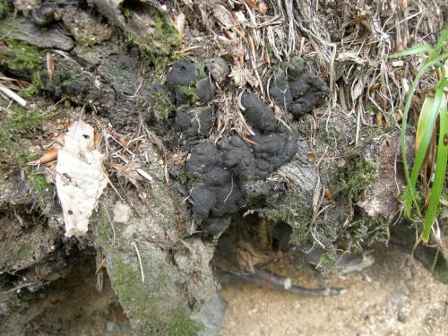 Kretzschmaria deusta  –  dřevomor kořenový