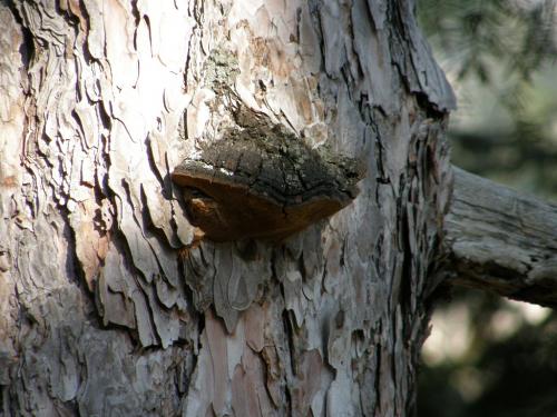 Phellinus pini  –  ohňovec borový 