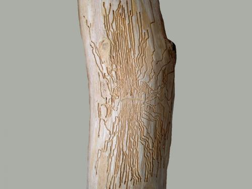 bělokaz dubový – Scolytus intricatus 