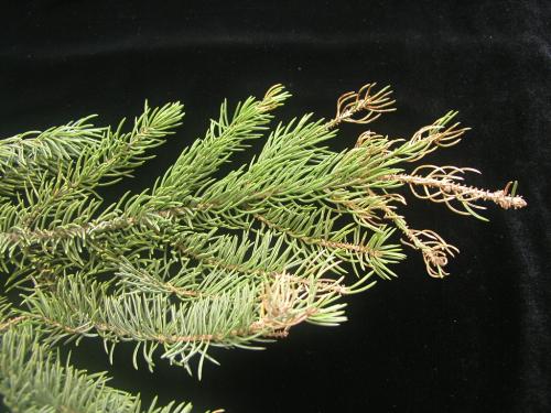 Chrysomyxa abietis  –  rez smrkového jehličí