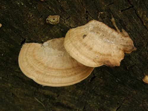 Daedalea quercina  –  síťkovec dubový 