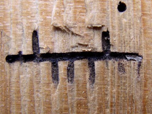 Trypodendron lineatum  – dřevokaz čárkovaný 