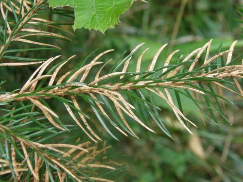 Lophodermium piceae –   skulinatec smrkový, sypavka smrková