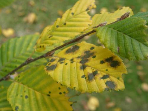Gloeosporium carpini  –   listová skvrnitost habru