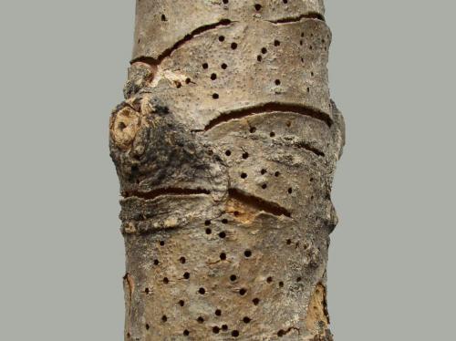 lýkohub jasanový – Hylesinus fraxini