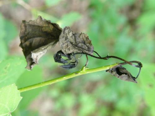 Venturia populina  –  skvrnitost listů topolu