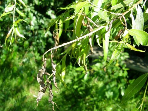 Venturia saliciperda  –  zasychání listů vrby
