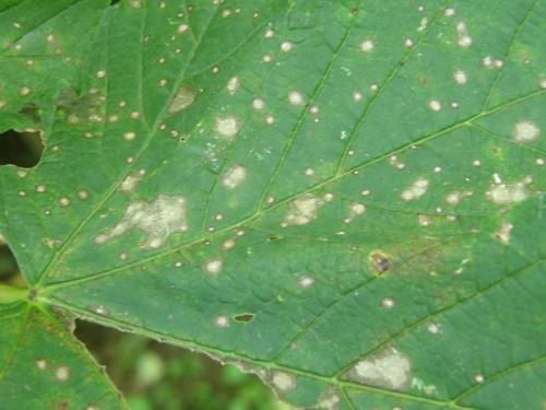Cristulariella depraedans  –  bílá listová skvrnitost javoru